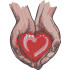 Hands Holding Heart