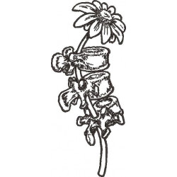Floral Spinal Growth 