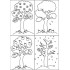 Tree In 4 Seasons