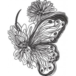 Hairstreak Butterfly