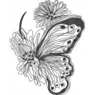 Hairstreak Butterfly