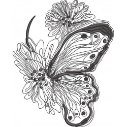 Hairstreak Butterfly