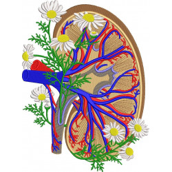 Anatomical Kidney