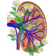Anatomical Kidney