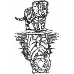 Feline Reflections