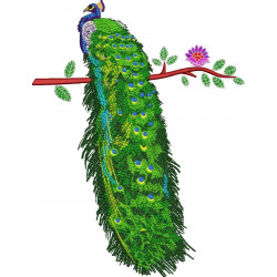 Peacock