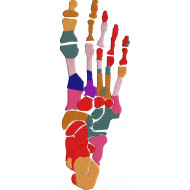 Foot Skeleton