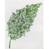 The Little Leaf