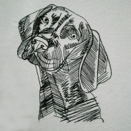 American Coonhound Face 