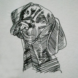 American Coonhound Face 