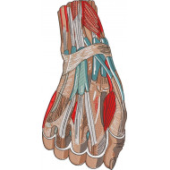 Anatomical Hand