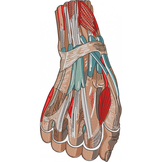 Anatomical Hand