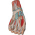 Anatomical Hand
