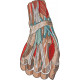 Anatomical Hand