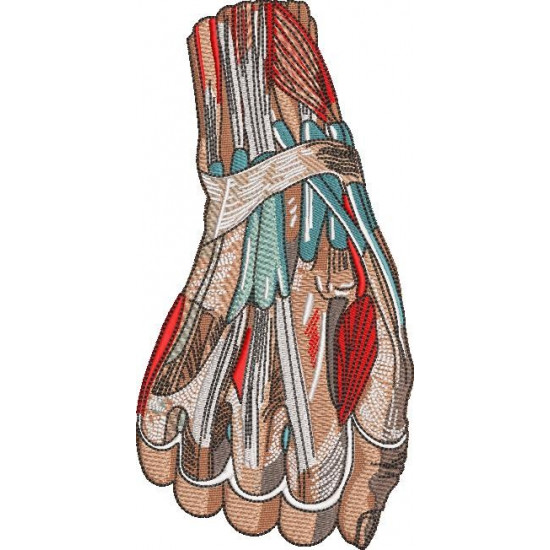 Anatomical Hand