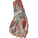 Anatomical Hand