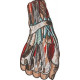 Anatomical Hand