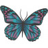 Colorful Butterfly 