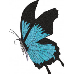 Ulysses Butterfly