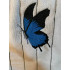 Ulysses Butterfly
