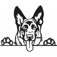 German Shepherd