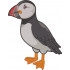 Atlantic Puffin