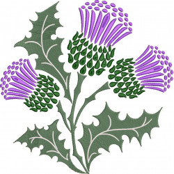 Scottish Thistle Plant
