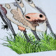 Tired Cow On Grass Tired Cow On Grass