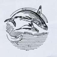 Baby Whale With Mother