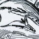 Baby Whale With Mother Baby Whale With Mother