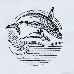 Baby Whale With Mother