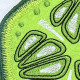 Cucumber ITH Coaster