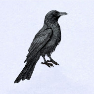 Black Raven