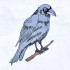 Night Raven