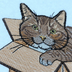 Cat In A Cardboard Box