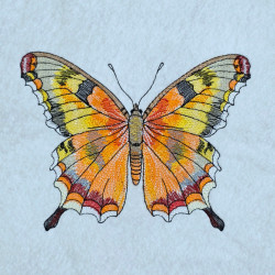 Autumn Garden Butterfly