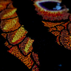 Dragon Eye Scratch