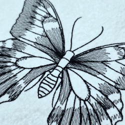 Black Swallowtail Butterfly