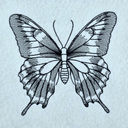 Black Swallowtail Butterfly