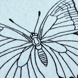 Morpho Butterfly Line Art