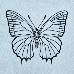 Morpho Butterfly Line Art
