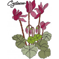 Cyclamen Flower