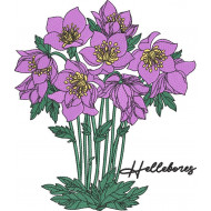 Hellebores Flower