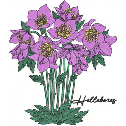 Hellebores Flower