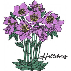 Hellebores Flower