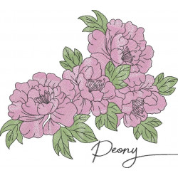 Peony Flowers