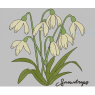  Snowdrops Flower