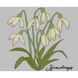  Snowdrops Flower