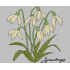  Snowdrops Flower