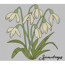 Snowdrops Flower